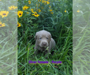 Labrador Retriever Puppy for sale in PALMYRA, VA, USA