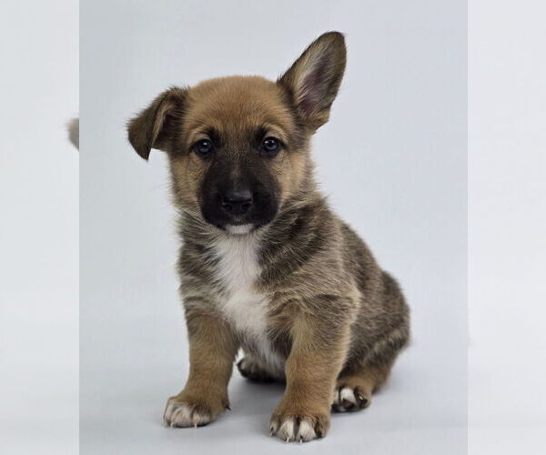 Medium Photo #1 German Shepherd Dog-Unknown Mix Puppy For Sale in Lakewood, CO, USA
