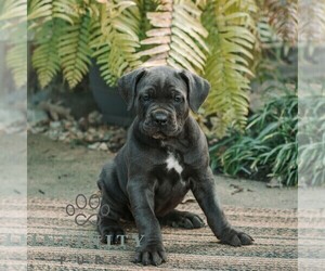 Cane Corso Puppy for sale in HONEY BROOK, PA, USA