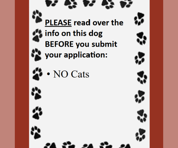 Medium Photo #4 Labrador Retriever-Unknown Mix Puppy For Sale in Fargo, ND, USA