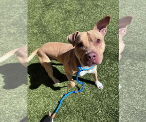 Mutt Dogs for adoption in Hilton Head, SC, USA