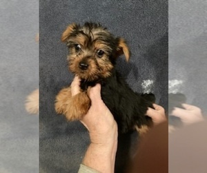 Yorkshire Terrier Puppy for sale in AMSTERDAM, MO, USA