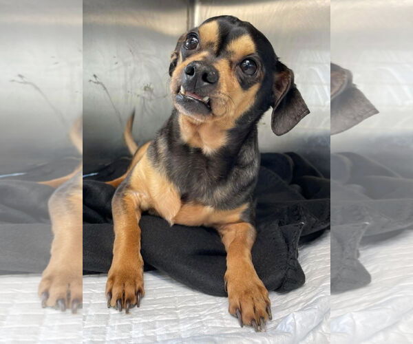 Medium Photo #4 Chipin Puppy For Sale in Lake Elsinore, CA, USA