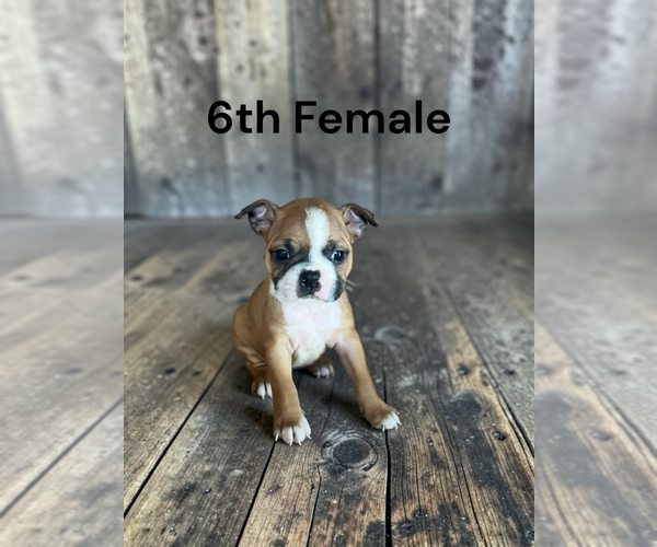 Medium Photo #1 Boston Terrier Puppy For Sale in EWING, KY, USA