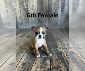 Boston Terrier Puppy for sale in EWING, KY, USA