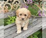 Small Bichpoo