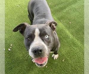 American Bulldog-Unknown Mix Dogs for adoption in Tavares, FL, USA