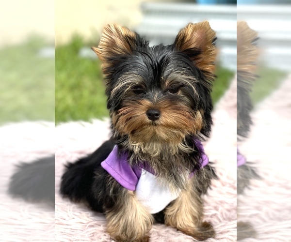 Medium Photo #3 Yorkshire Terrier Puppy For Sale in CORAL SPRINGS, FL, USA