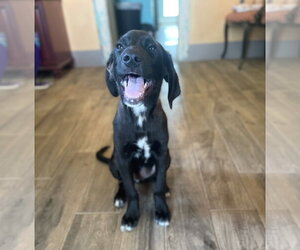 Labrador Retriever-Unknown Mix Dogs for adoption in Rockaway, NJ, USA