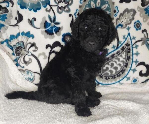 Medium Photo #4 Poodle (Standard) Puppy For Sale in ELKTON, KY, USA