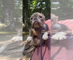 Small #1 French Bulldog