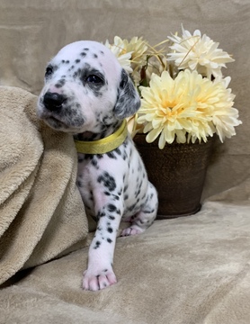 Medium Photo #9 Dalmatian Puppy For Sale in CAMBRIA, VA, USA