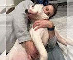 Small #5 American Pit Bull Terrier