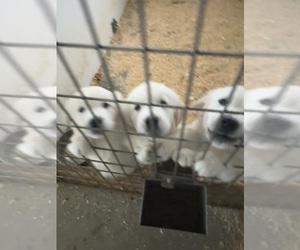 Medium English Cream Golden Retriever