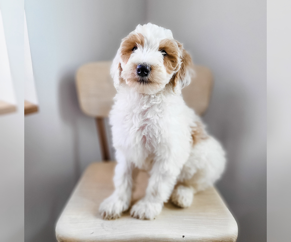 Medium Photo #5 Bernedoodle Puppy For Sale in WAGENER, SC, USA