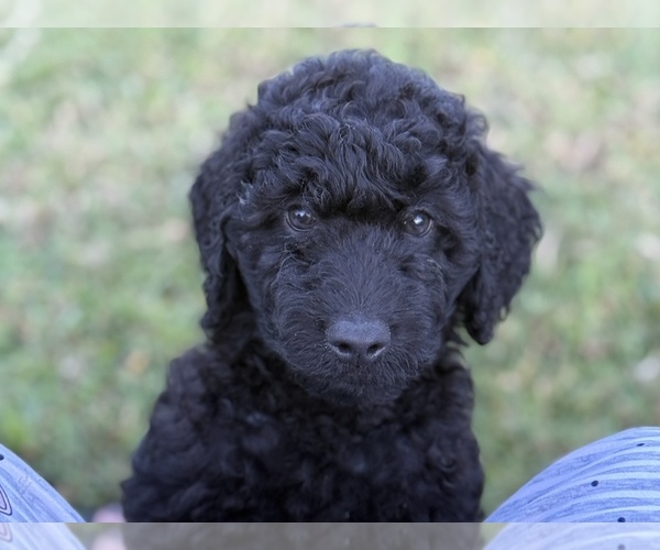 Medium Photo #8 Goldendoodle (Miniature) Puppy For Sale in SARASOTA, FL, USA