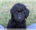 Small #7 Goldendoodle (Miniature)