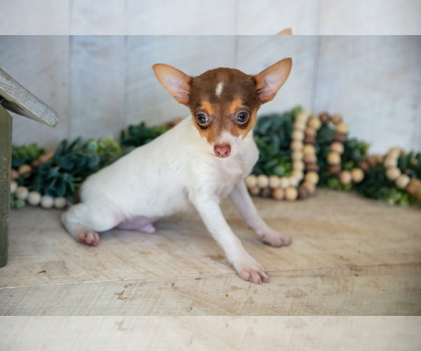 Medium Photo #5 Fox Terrier (Toy) Puppy For Sale in SUGARCREEK, OH, USA