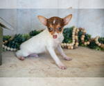 Small Photo #12 Fox Terrier (Toy) Puppy For Sale in SUGARCREEK, OH, USA