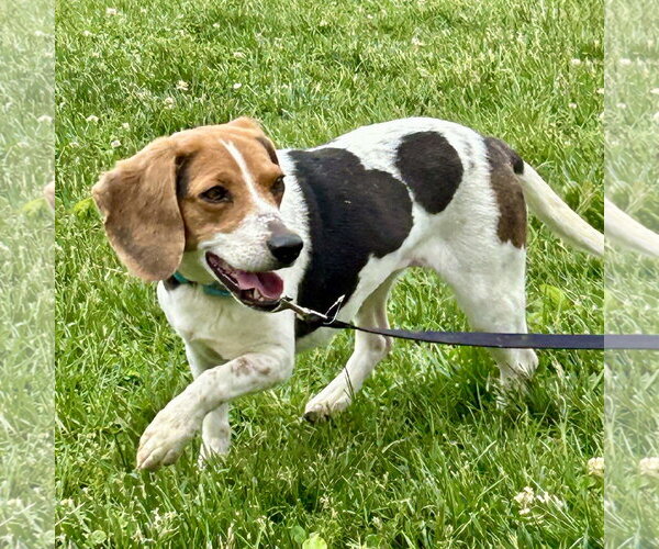 Medium Photo #2 Beagle Puppy For Sale in Batavia, OH, USA