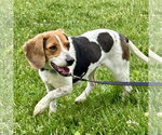Small #1 Beagle