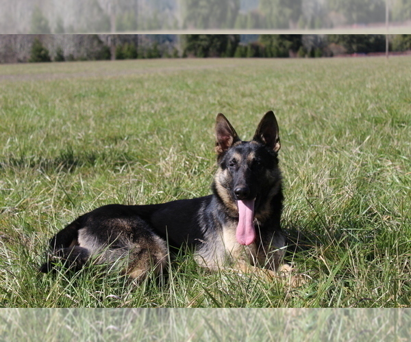 Medium Photo #4 German Shepherd Dog Puppy For Sale in OAKLAND, OR, USA