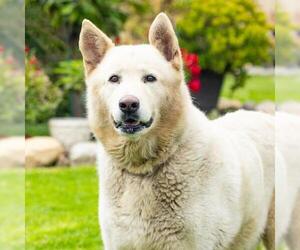 Alaskan Malamute-Unknown Mix Dogs for adoption in Camarillo, CA, USA