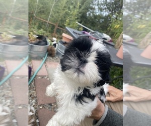 Medium Shih Tzu