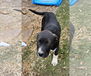 Pyrenees Border Collie Dogs for adoption in Tracy City, TN, USA