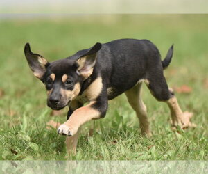 Twinkle - Female Australian Shepherd-Unknown Mix Dog for Adoption - Photo #4