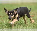 Small Photo #4 Australian Shepherd-Unknown Mix Puppy For Sale in Mechanicsburg, PA, USA