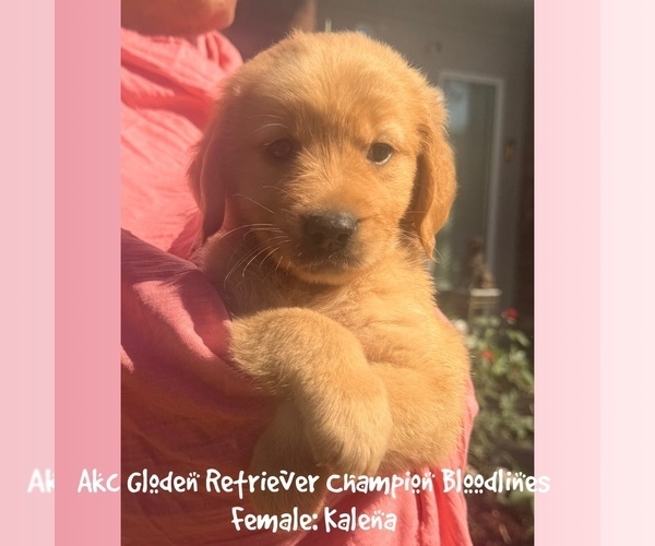 Medium Photo #1 Golden Retriever Puppy For Sale in SUGAR LAND, TX, USA