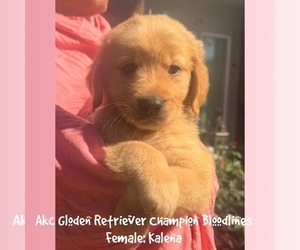 Golden Retriever Puppy for sale in SUGAR LAND, TX, USA