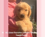 Small Photo #1 Golden Retriever Puppy For Sale in SUGAR LAND, TX, USA