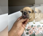 Small Photo #3 French Bulldog Puppy For Sale in RANDOLPH, MA, USA