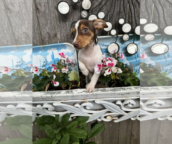 Medium Photo #2 Dachshund Puppy For Sale in Sioux Falls, SD, USA