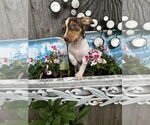 Small #1 Dachshund