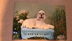 Small Photo #7 Cocker Spaniel Puppy For Sale in LAKELAND, FL, USA