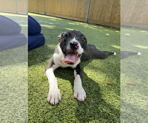 Mutt Dogs for adoption in Hilton Head, SC, USA
