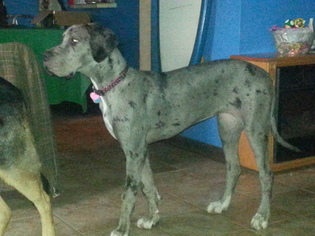 Great Dane Puppy for sale in ROSEDALE, MD, USA