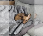 Small #6 Chiweenie