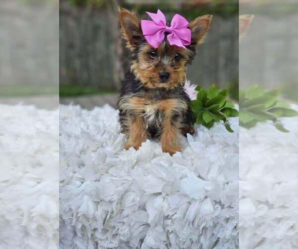 Medium Photo #2 Yorkshire Terrier Puppy For Sale in INDIANAPOLIS, IN, USA