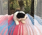 Small Photo #7 Bichon Frise Puppy For Sale in MONTECITO, CA, USA