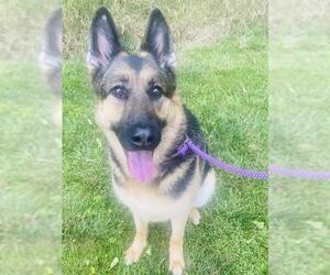 German Shepherd Dog Dogs for adoption in Westminster, MD, USA