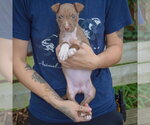 Small Photo #3 American Staffordshire Terrier-Boxer Mix Puppy For Sale in Huntley, IL, USA