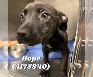 Medium Labrador Retriever Mix
