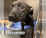 Small Labrador Retriever Mix