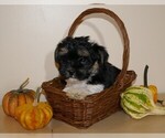 Small Photo #4 Havanese Puppy For Sale in THREE RIVERS, MI, USA