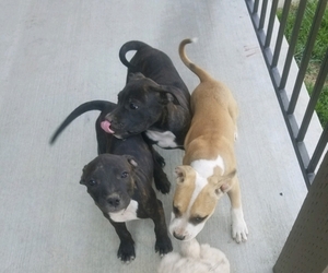 American Pit Bull Terrier Puppy for sale in ATHOL, ID, USA