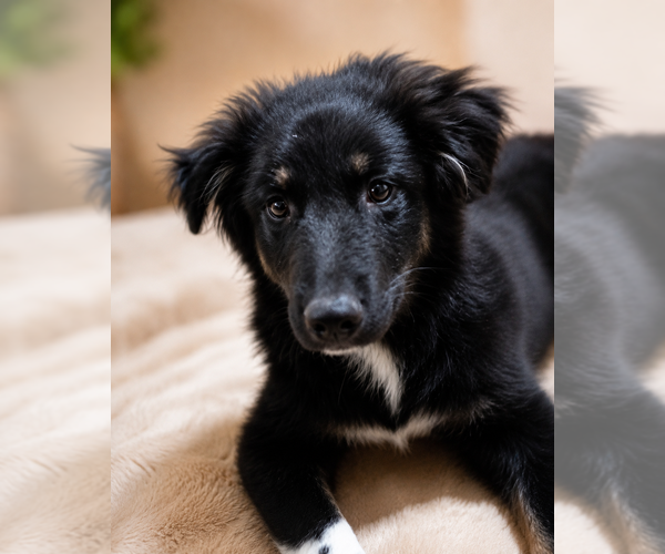 Medium Photo #1 Alaskan Husky-German Shepherd Dog Mix Puppy For Sale in TUCSON, AZ, USA